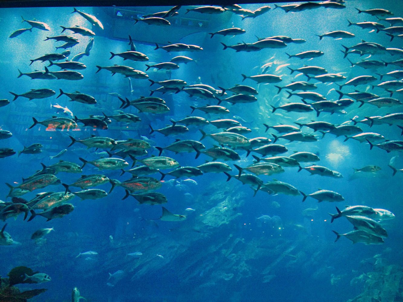 Sea. Ocean.Life under water.Fish. Blue. Nature, natural, maldivas, Sri Lanka, water world wild world