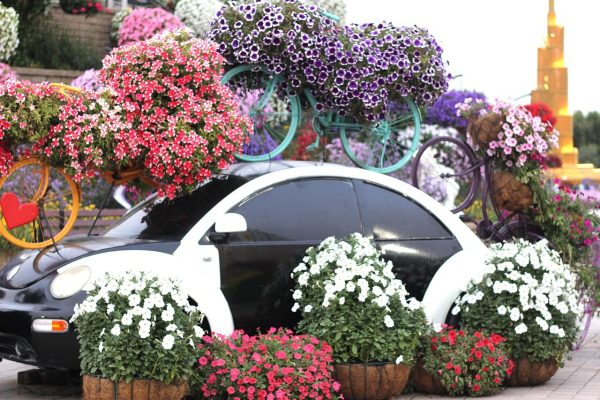 dubai-miracle-garden-1235958_1280 dubai-miracle-garden-1235958_1280
